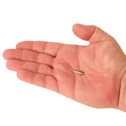 BERKLEY POWERBAIT MINNOW 1IN SCENTED BAIT - EMERALD SHINER - ON HAND