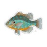 PUMPKINSEED