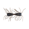 DK CINN BLU FLK