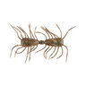 SMOKE SHRIMP