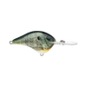 LIVE BLUEGILL