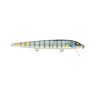 GLD BLUE GILL