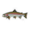 RAINBOW TROUT