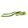 PINE FROG