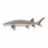 STURGEON