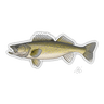 WALLEYE
