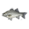 WHITE BASS