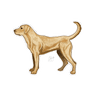 YELLOW LAB