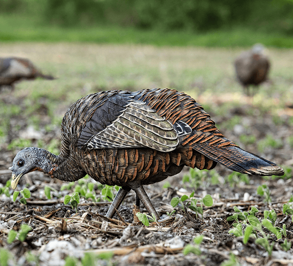 LCD FEEDER HEN TURKEY DECOY in nature
