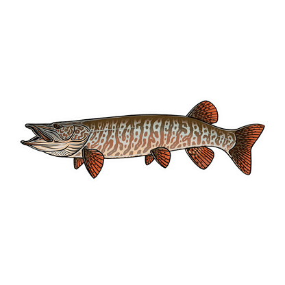 CASEY UNDERWOOD FISH DECALS / STICKERS tiger muskey