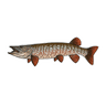 TIGER MUSKIE