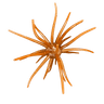 MESQUITE MAGIC